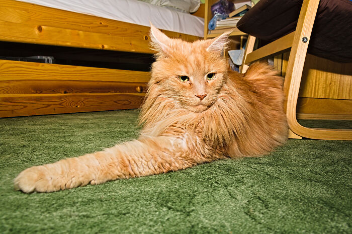 At Least Candy Is Not Sitting On A Brown Carpet (He Has Perfect Camouflage On That :d)