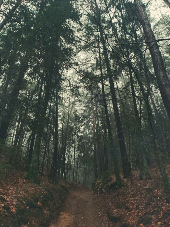 The Forest I Often Visit