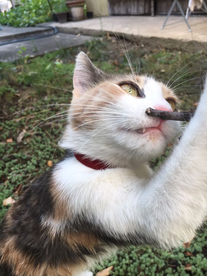 Comrade Kata Is A Genius