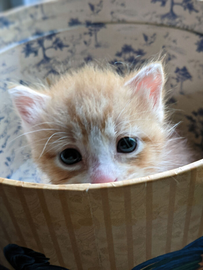 Found Him In The Trash. Now He Sleeps On The Bed.