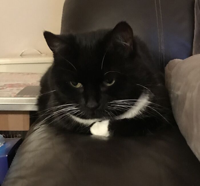 Lollie. Don't Let That Placid Look Fool You; The Front Bit Of Her Is Very Sharp.