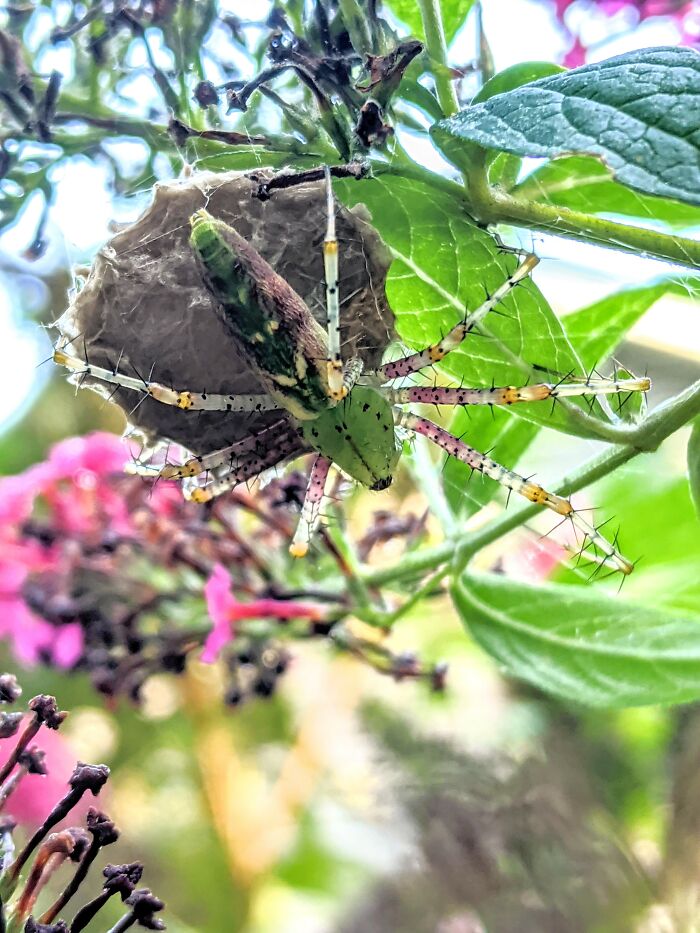 Green Lynx Spider From My Garden