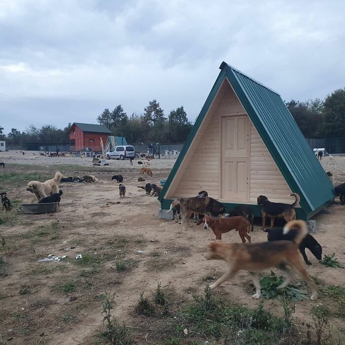 Meet Dejan Gacic, The Good Man Who Has A Shelter With Over A Thousand Dogs