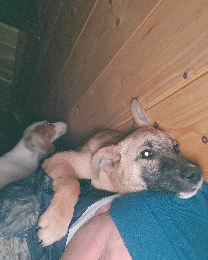 Meet Dejan Gacic, The Good Man Who Has A Shelter With Over A Thousand Dogs