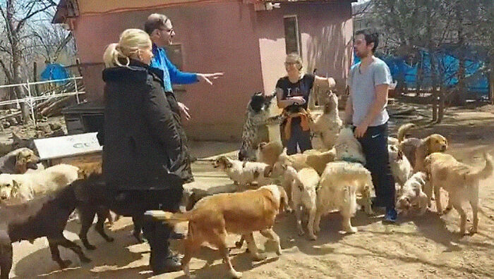 Meet Dejan Gacic, The Good Man Who Has A Shelter With Over A Thousand Dogs