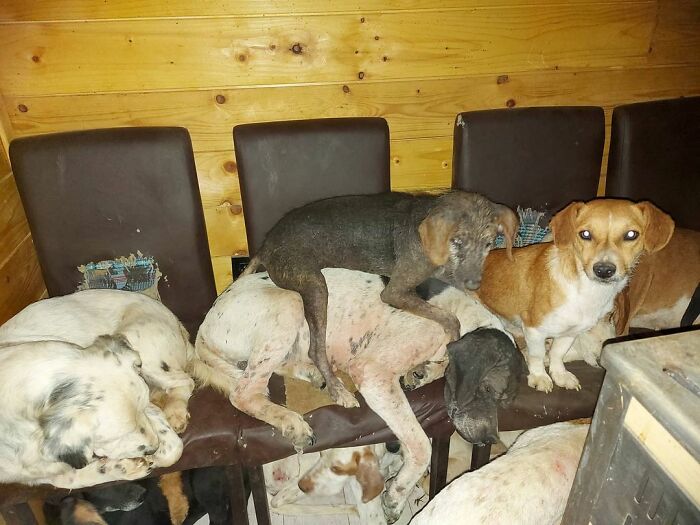 Meet Dejan Gacic, The Good Man Who Has A Shelter With Over A Thousand Dogs