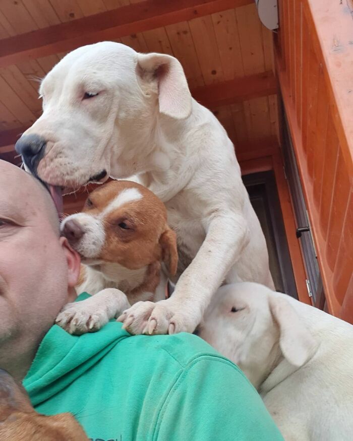 Meet Dejan Gacic, The Good Man Who Has A Shelter With Over A Thousand Dogs