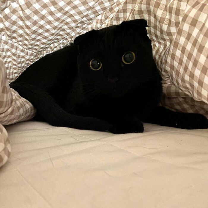Meet Meonji The Black Cat That Is The Instagram Sensation