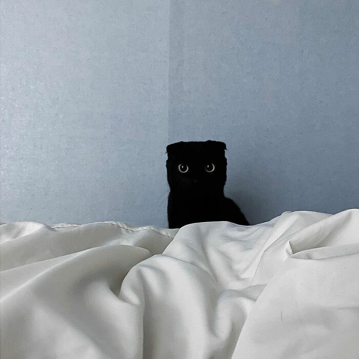 Meet Meonji The Black Cat That Is The Instagram Sensation