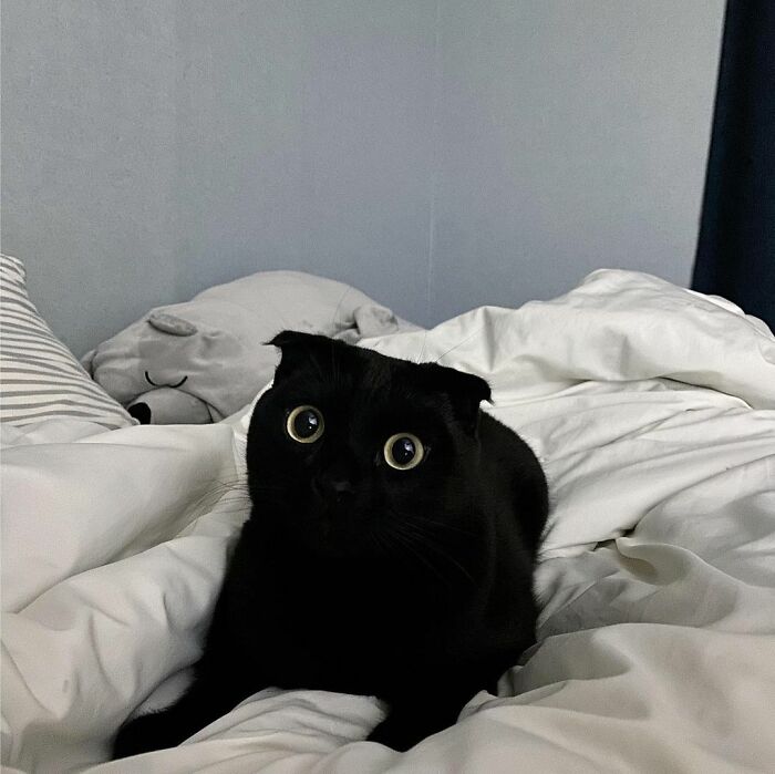 Meet Meonji The Black Cat That Is The Instagram Sensation