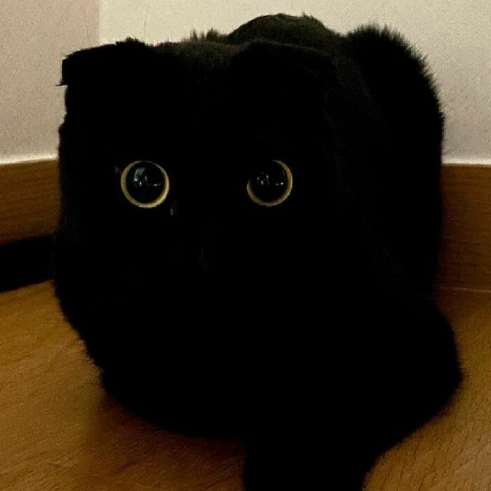 Meet Meonji The Black Cat That Is The Instagram Sensation