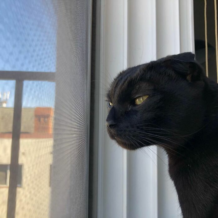 Meet Meonji The Black Cat That Is The Instagram Sensation