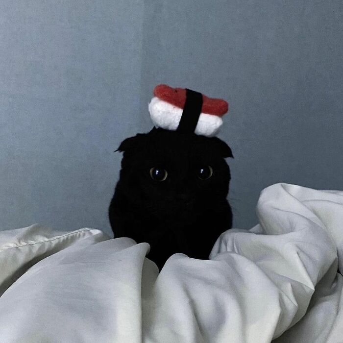 Meet Meonji The Black Cat That Is The Instagram Sensation