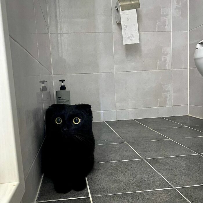 Meet Meonji The Black Cat That Is The Instagram Sensation