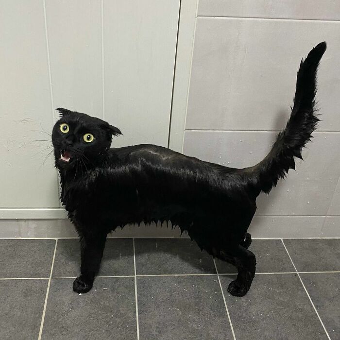 Meet Meonji The Black Cat That Is The Instagram Sensation