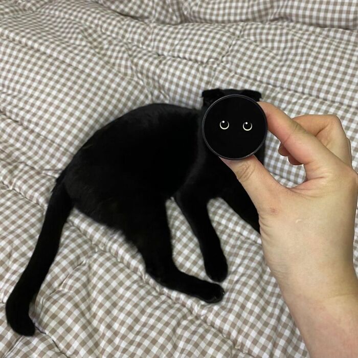 Meet Meonji The Black Cat That Is The Instagram Sensation