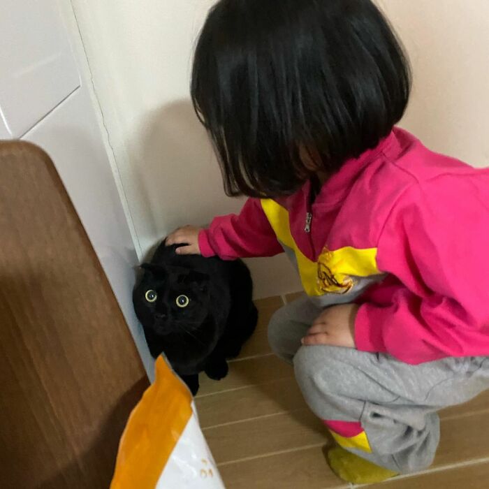 Meet Meonji The Black Cat That Is The Instagram Sensation