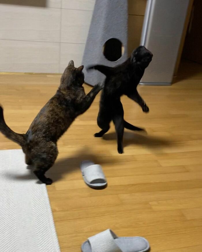 Meet Meonji The Black Cat That Is The Instagram Sensation