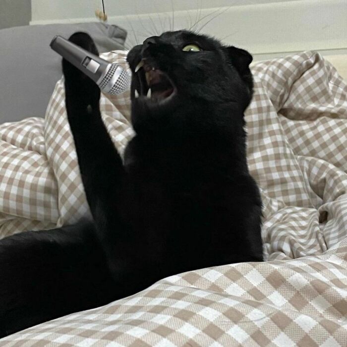 Meet Meonji The Black Cat That Is The Instagram Sensation