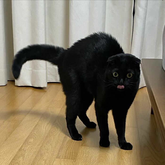 Meet Meonji The Black Cat That Is The Instagram Sensation