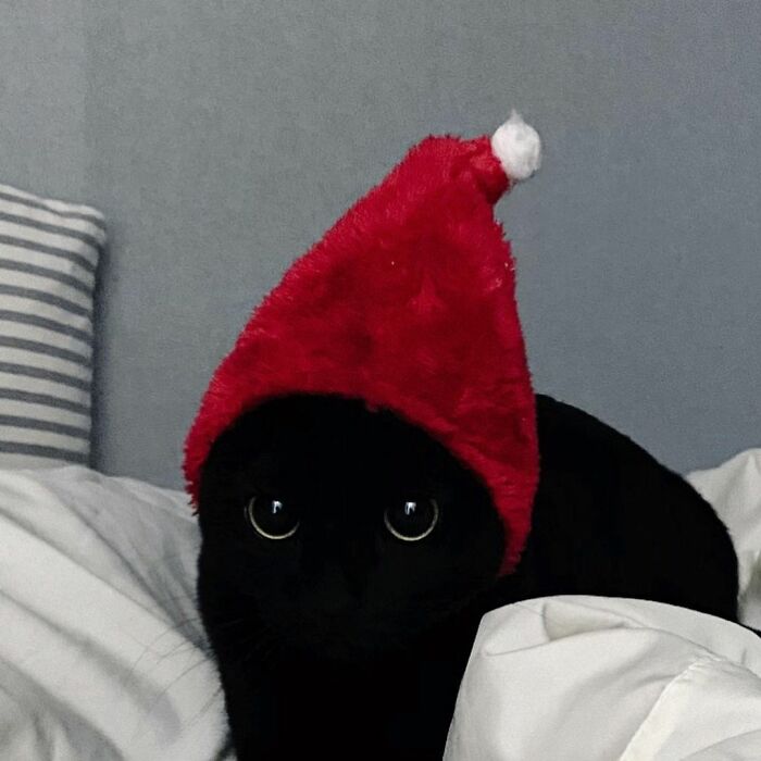 Meet Meonji The Black Cat That Is The Instagram Sensation