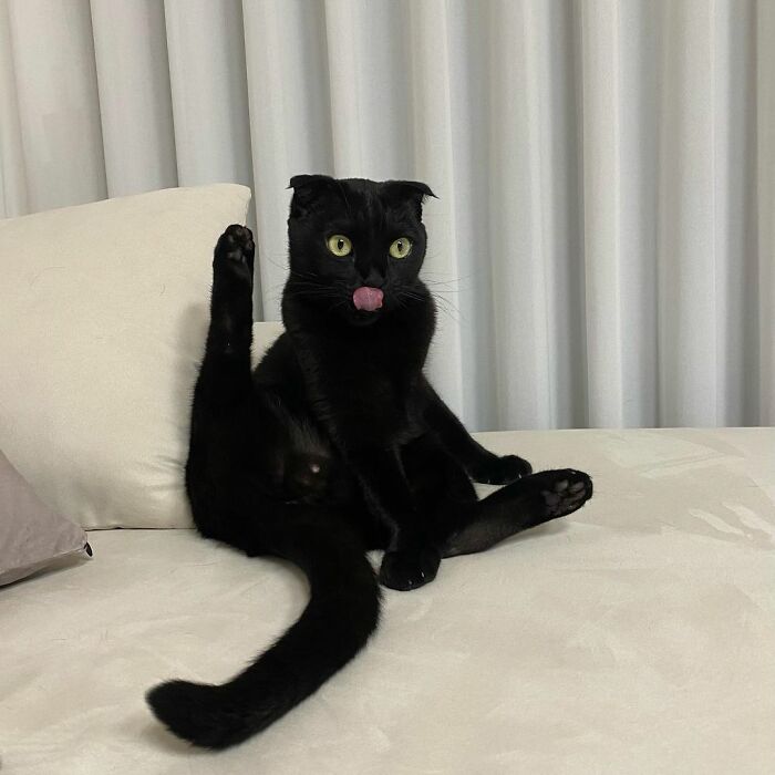 Meet Meonji The Black Cat That Is The Instagram Sensation