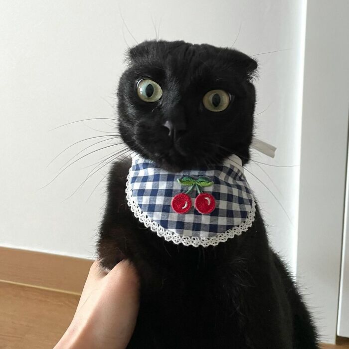 Meet Meonji The Black Cat That Is The Instagram Sensation