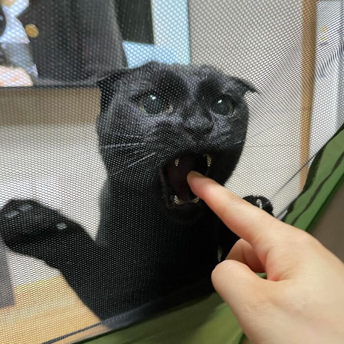 Meet Meonji The Black Cat That Is The Instagram Sensation