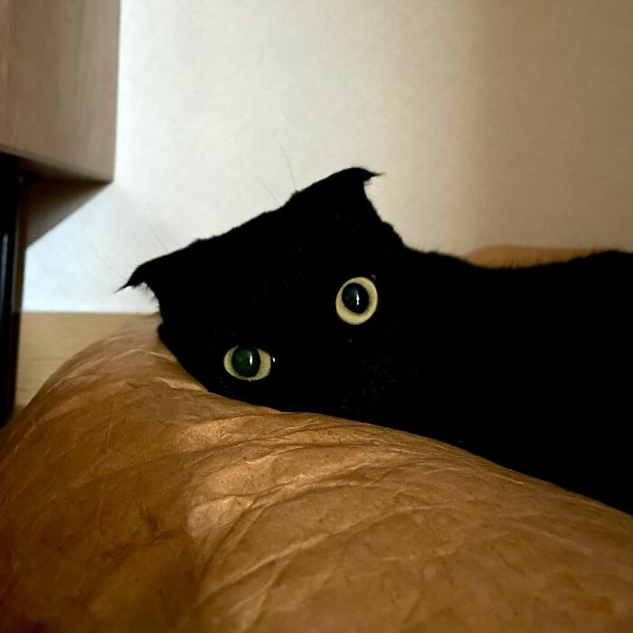 Meet Meonji The Black Cat That Is The Instagram Sensation