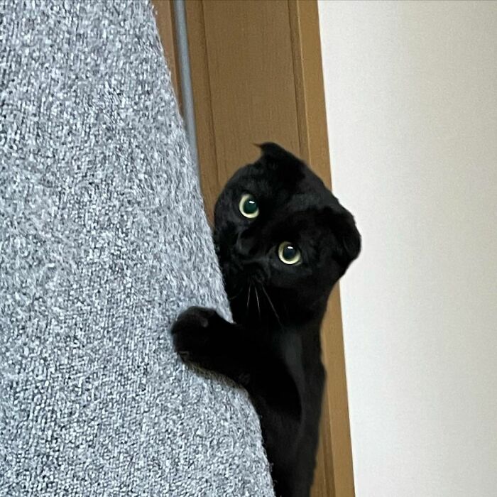 Meet Meonji The Black Cat That Is The Instagram Sensation