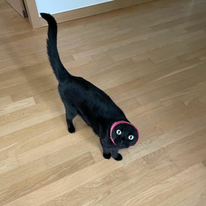 Meet Meonji The Black Cat That Is The Instagram Sensation