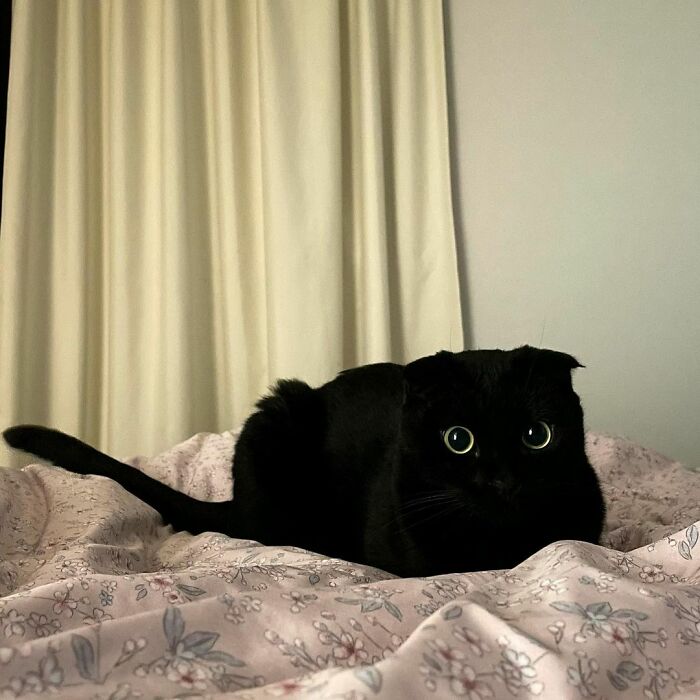 Meet Meonji The Black Cat That Is The Instagram Sensation