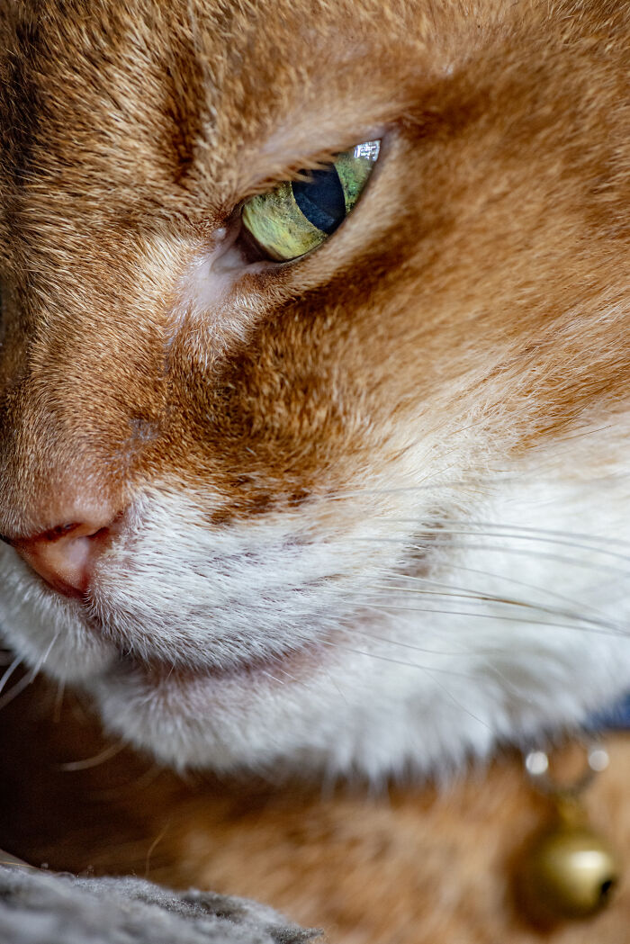 Our Lovely Mugi-Chan, 16 Years Old And In Failing Health. Still The Most Beautiful Cat I Ever Saw.