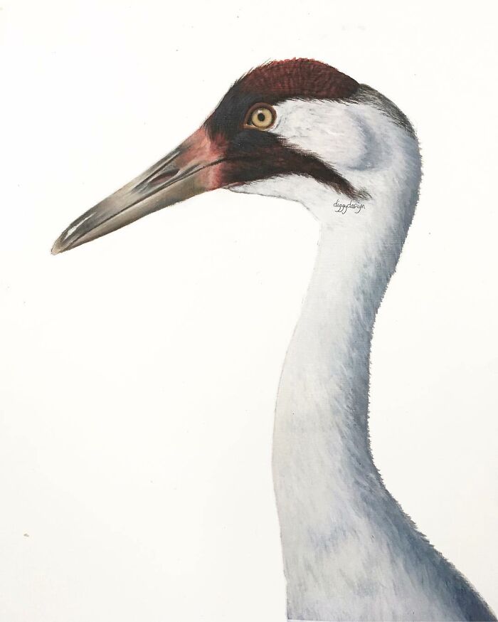 My 19 Year Old Daughter Paints Amazing Wildlife Paintings, Help
me Get Her Noticed!