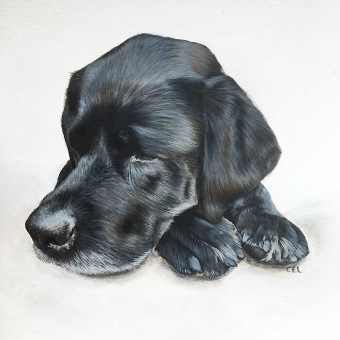 My 19 Year Old Daughter Paints Amazing Wildlife Paintings, Help
me Get Her Noticed!