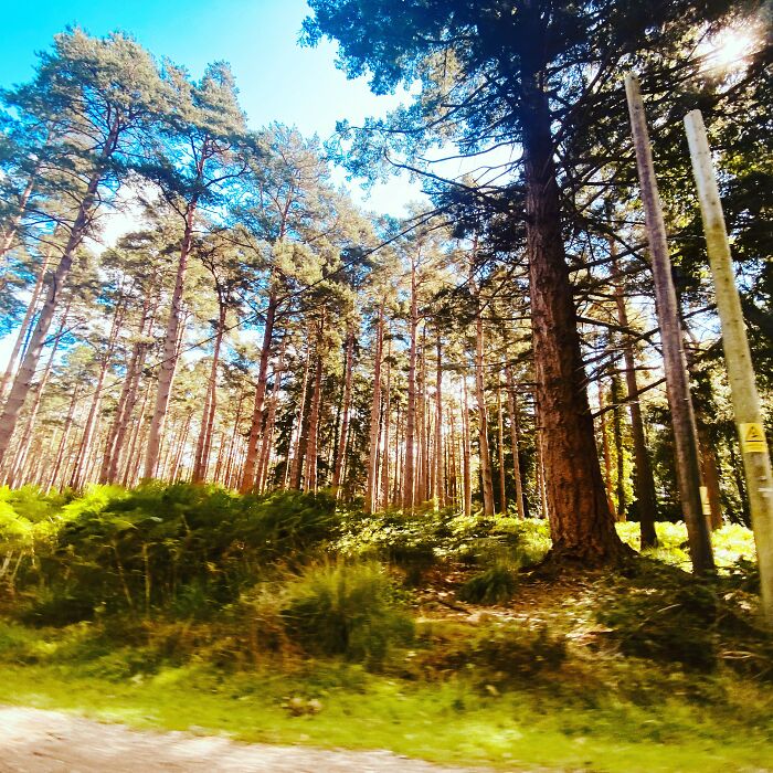 New Forest, Hampshire, UK