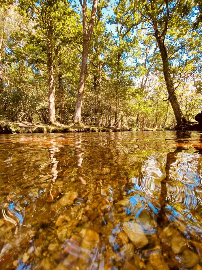 New Forest, Hampshire UK