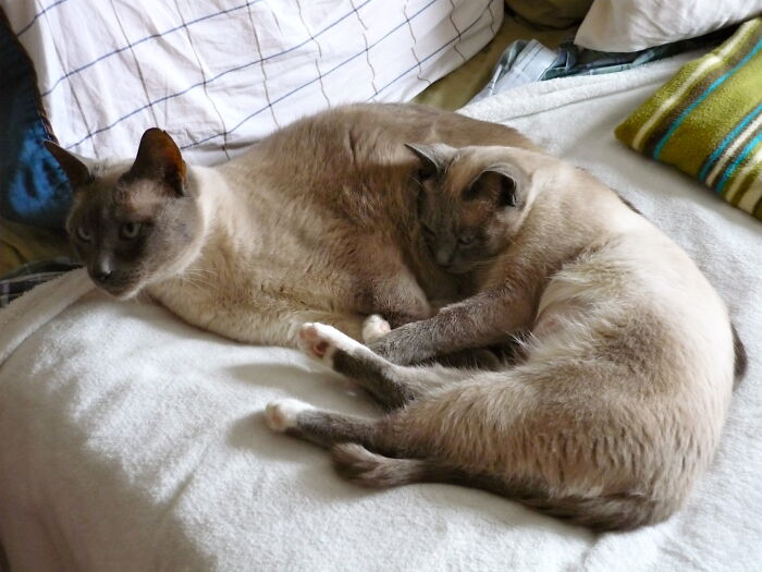Sunday Morning Nap With Our Blue Point Cougar And Our Warrior Princess.