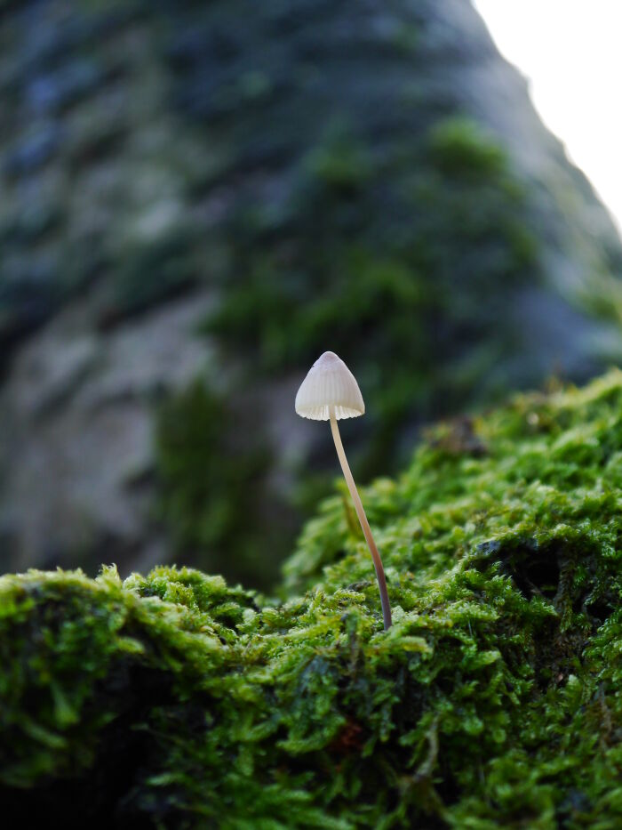 Micro Mushroom On Our Cherry Tree