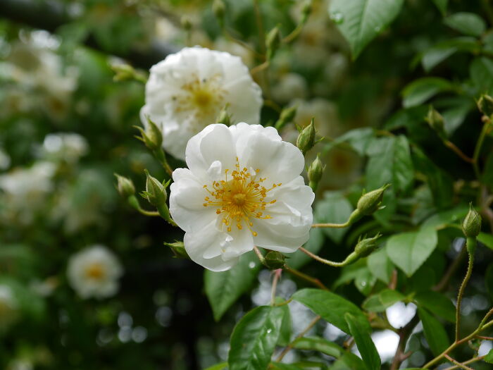 Bobby James Rose In Bloom