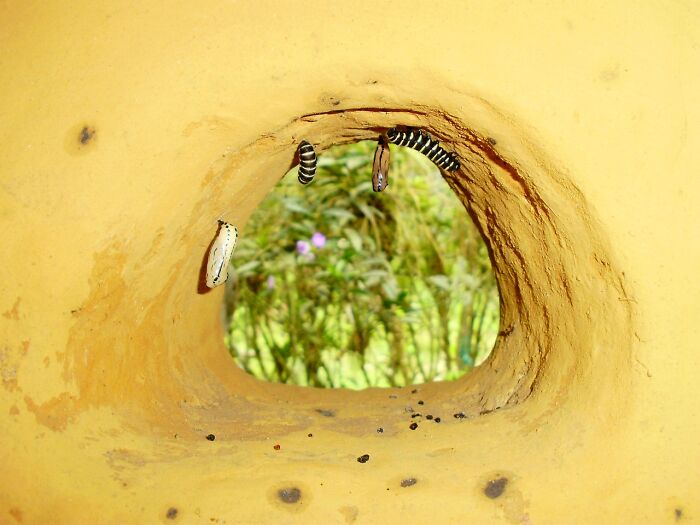 Stages Of Metamorphosis