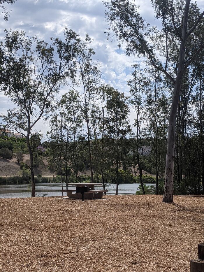 A Little Woodsy Oasis In Suburbia