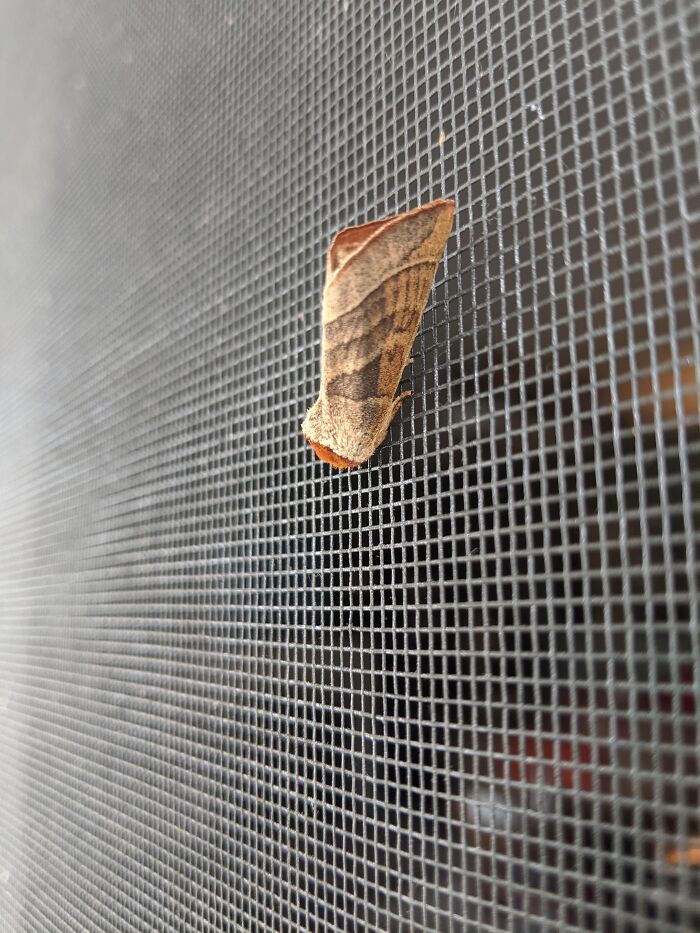 Hanging Out On My Door Screen