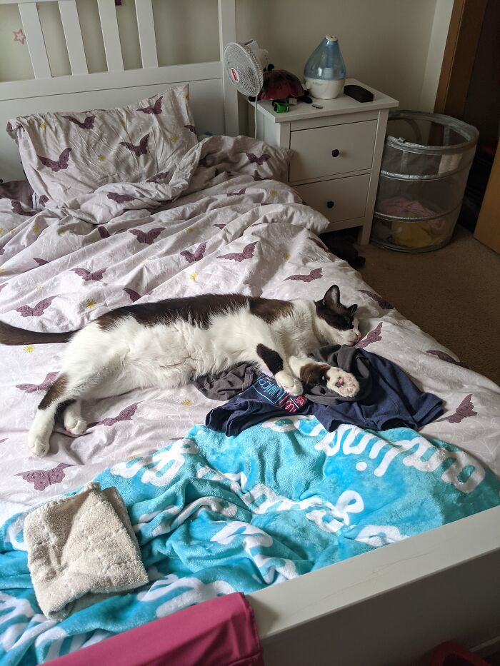 Kona Thought My Clothes Were A Pillow!