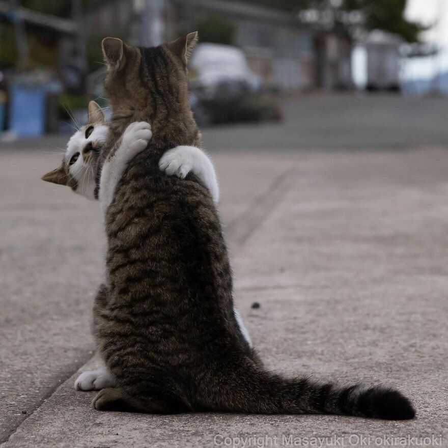 Photographer Continues To Photograph Cats On The Streets Proving That Cats Really Are The Kings Of The World (New Pics)