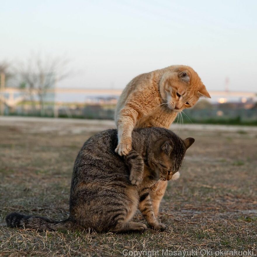 Photographer Continues To Photograph Cats On The Streets Proving That Cats Really Are The Kings Of The World (New Pics)