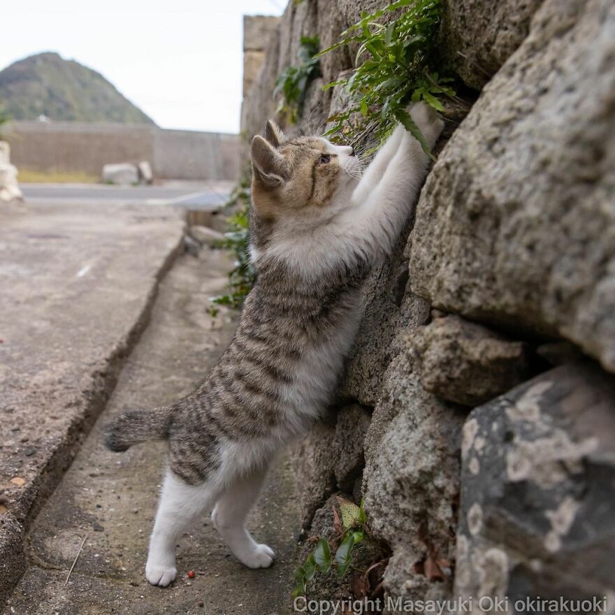 Photographer Continues To Photograph Cats On The Streets Proving That Cats Really Are The Kings Of The World (New Pics)