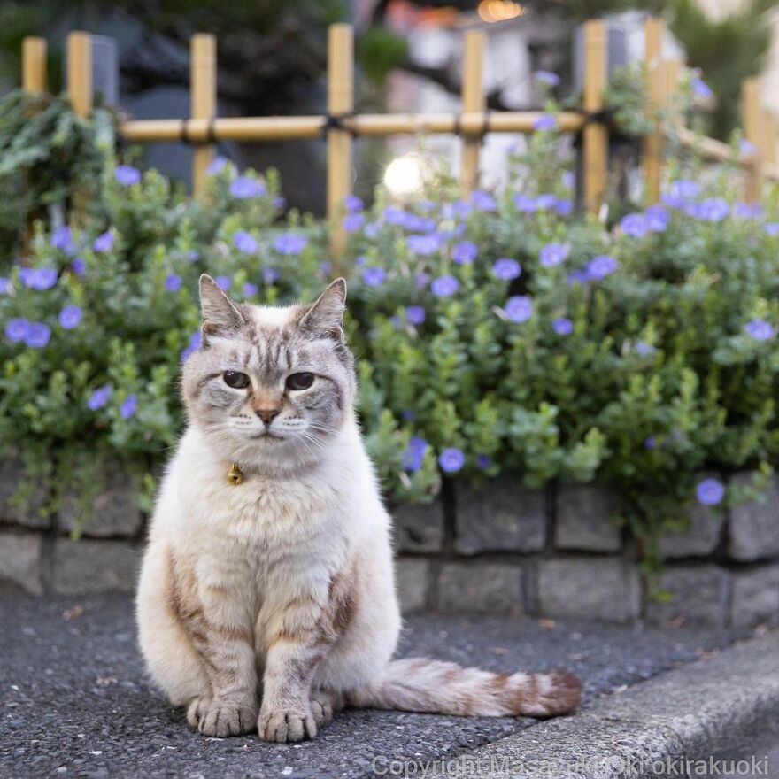 Photographer Continues To Photograph Cats On The Streets Proving That Cats Really Are The Kings Of The World (New Pics)