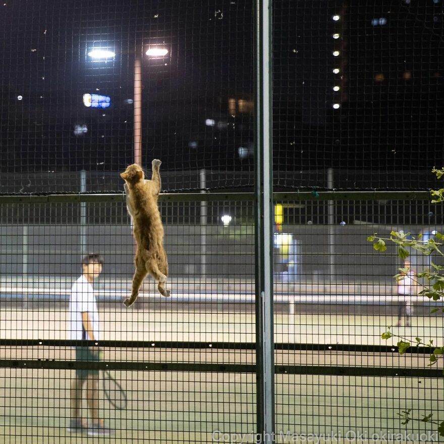 Photographer Continues To Photograph Cats On The Streets Proving That Cats Really Are The Kings Of The World (New Pics)