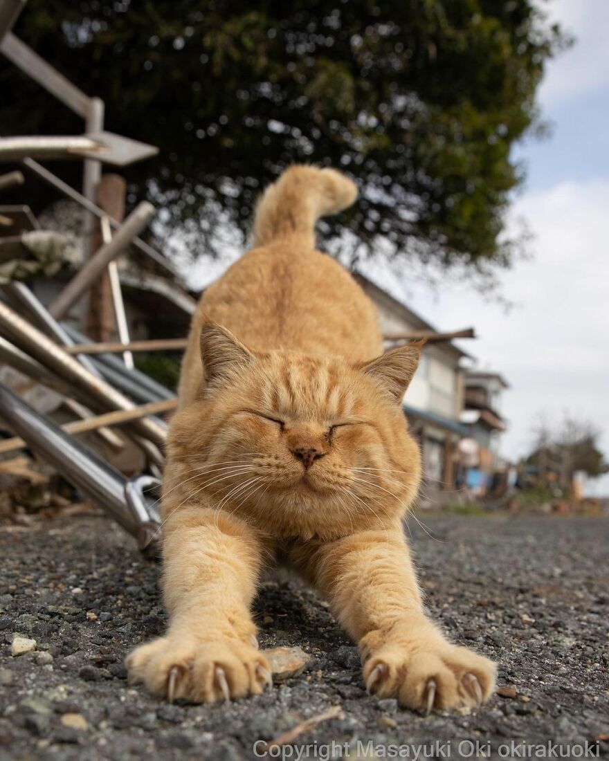 Photographer Continues To Photograph Cats On The Streets Proving That Cats Really Are The Kings Of The World (New Pics)